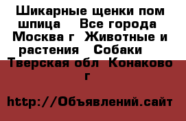 Шикарные щенки пом шпица  - Все города, Москва г. Животные и растения » Собаки   . Тверская обл.,Конаково г.